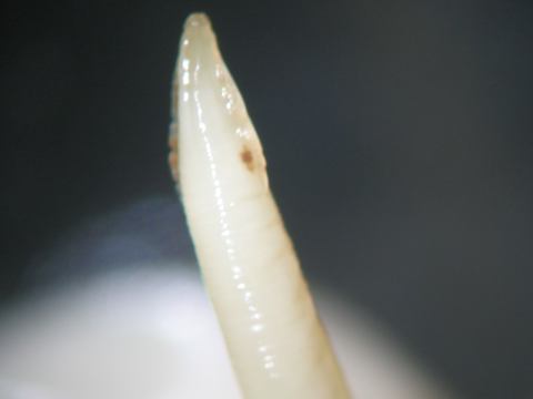 Cientificos Argentinos prueban que un parásito del perro agrava los síntomas de asma en niños‏